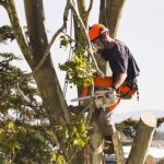 Tree Trimming Companies in Fuquay-Varina, North Carolina