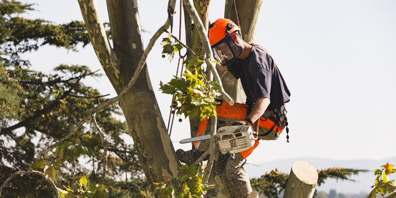 Tree Limb Removal in Fuquay-Varina, North Carolina