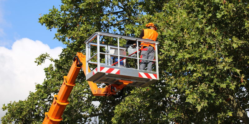 Tree Removal Companies in New Hill, North Carolina