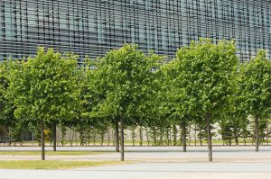 Make Your Property Stand Out With Commercial Tree Planting