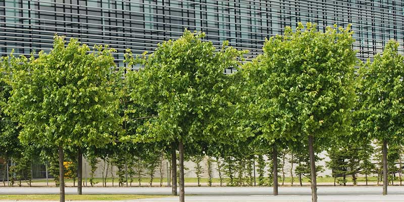 Make Your Property Stand Out With Commercial Tree Planting