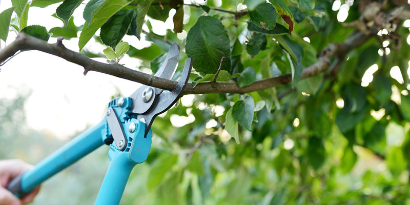 Get Beautifully Shaped Trees With Tree Pruning