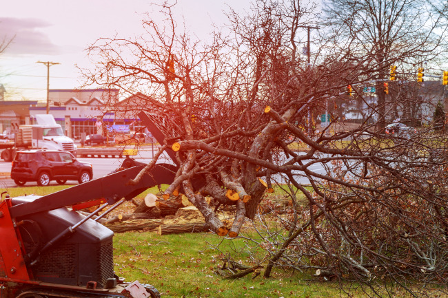 4 Reasons to Hire Us for Emergency Tree Removal for Your Commercial ...