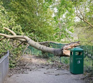 Five Reasons You May Need Tree Removal