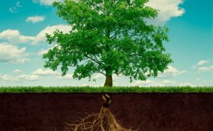 The Anatomy of an Arborist