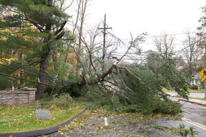 Reliable Emergency Tree Services