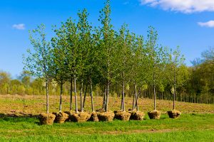 Tree Planting Adds Beauty to Your Property