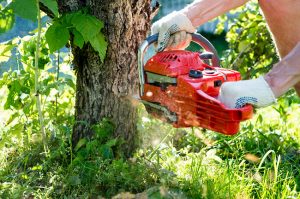 Safe & Effective Tree Removal