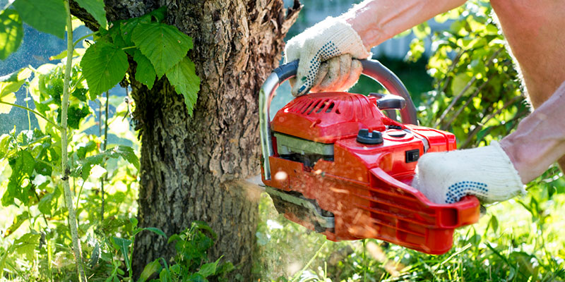 Safe & Effective Tree Removal
