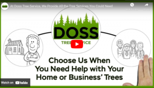 At Doss Tree Service, We Provide All the Tree Services You Could Need