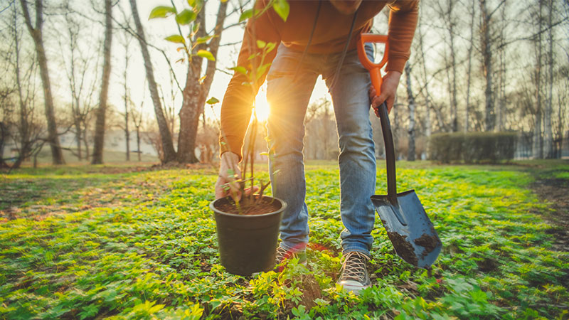 5 Basic Tree Care Pointers for New Tree Owners