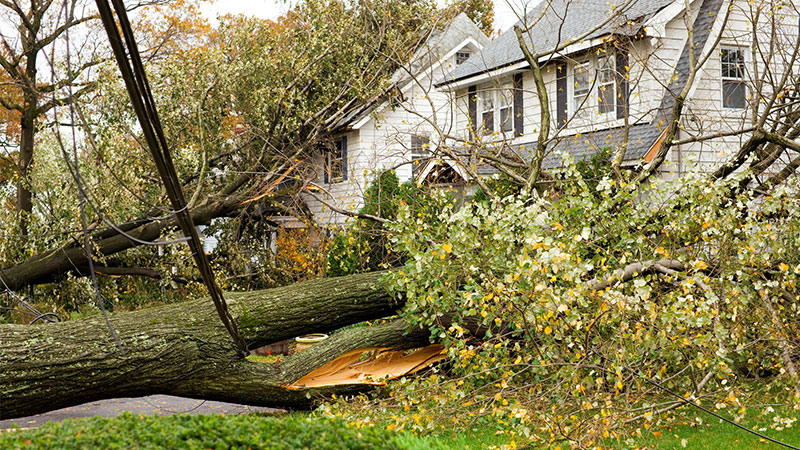 Do You Need Emergency Tree Services? 
