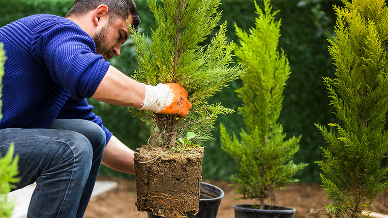 Four Upcoming Holidays to Celebrate with Commercial Tree Planting