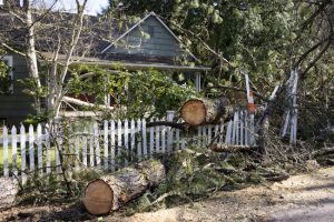 How We Can Help When You Need Emergency Tree Removal