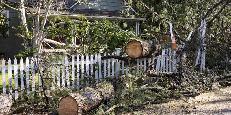 How We Can Help When You Need Emergency Tree Removal