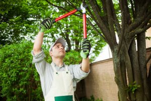 What to Consider When Hiring Commercial Tree Services