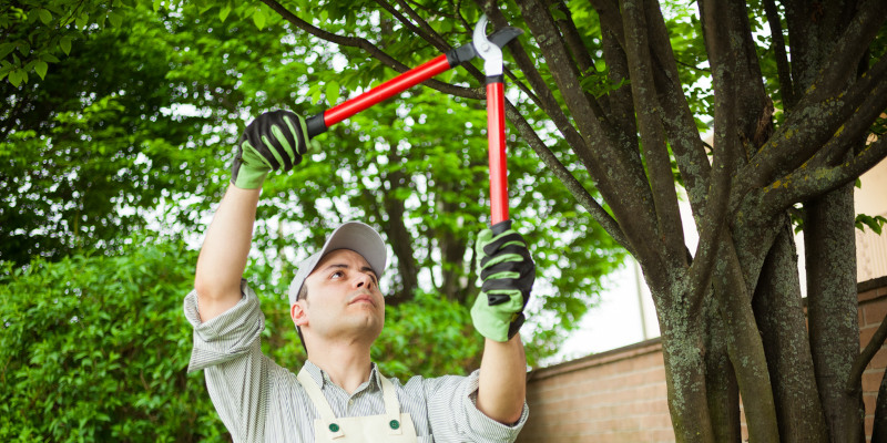 What to Consider When Hiring Commercial Tree Services