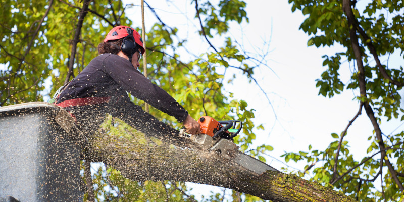 Four Signs You Need Tree Removal
