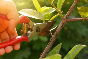 Improve the Health of Your Trees with Tree Services