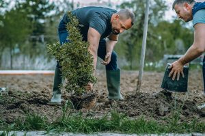 The Many Benefits of Tree Planting on Your Property