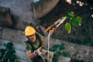 Common Residential Tree Services That Will Benefit Your Property