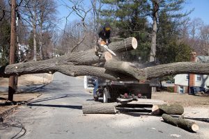The Biggest Benefits of Tree Removal Services