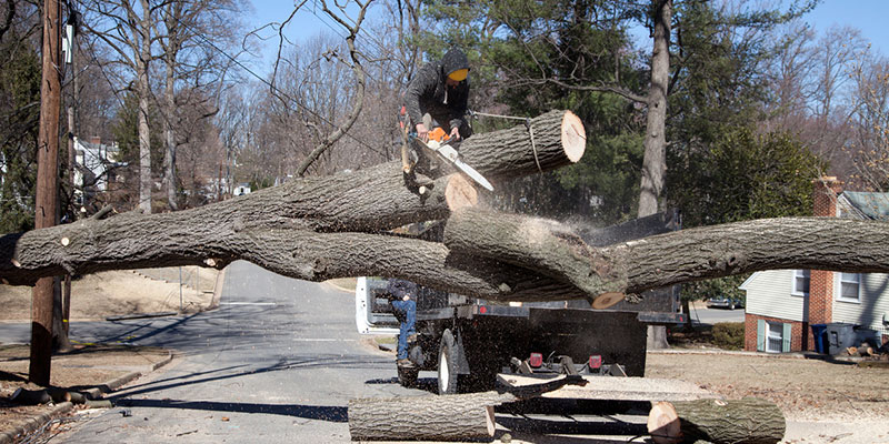 The Biggest Benefits of Tree Removal Services