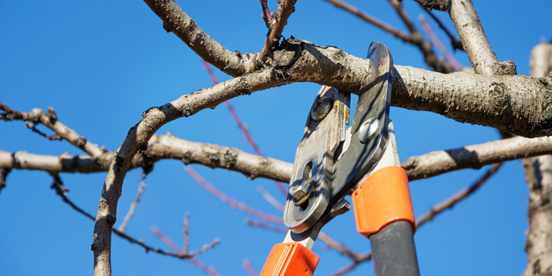 When Is the Best Time for Tree Pruning?