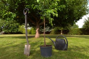 5 Key Benefits of Tree Planting