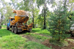 Why You Should Work with a Tree Transplanting Specialist