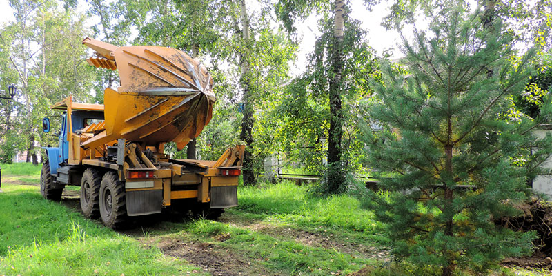 Why You Should Work with a Tree Transplanting Specialist