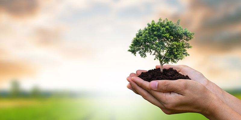 Tree Care Begins with You