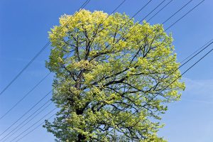 Circumstances When a Tree Removal Is Necessary
