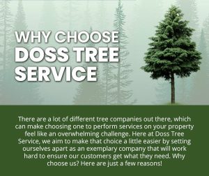 Why Choose Doss Tree Service