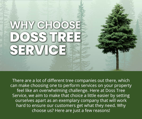Spring Hill arborist tree trimming