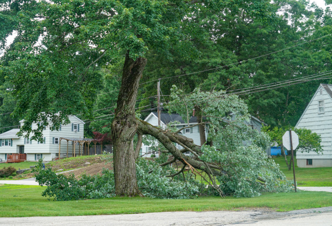 Help Tree Home Emergency Tree Services: Signs Your Tree May Need Help | Doss Tree Service