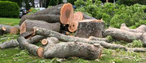 6 Tree Removal Mistakes You Can Avoid by Hiring a Professional