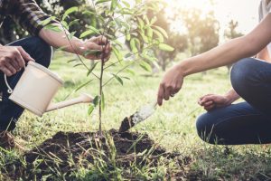 Expert Tips for Tree Planting and Property Beautification