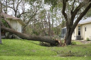 When to Call for Emergency Tree Removal