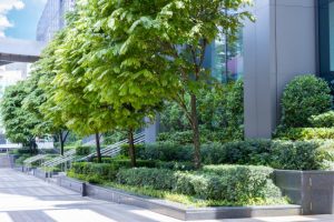 Enhance Your Property With Commercial Tree Planting